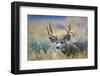 Wyoming, Grand Teton NP. A monster Mule Deer buck poses for a portrait shot of it's large antlers.-Elizabeth Boehm-Framed Photographic Print