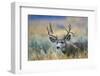 Wyoming, Grand Teton NP. A monster Mule Deer buck poses for a portrait shot of it's large antlers.-Elizabeth Boehm-Framed Photographic Print