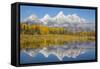 Wyoming, Grand Teton NP. Fresh snowfall covers the Grand Teton Mountains on an autumn morning-Elizabeth Boehm-Framed Stretched Canvas