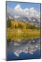 Wyoming, Grand Teton NP. Grand Teton with fresh snow is reflected in a pond with autumn cottonwoods-Elizabeth Boehm-Mounted Photographic Print