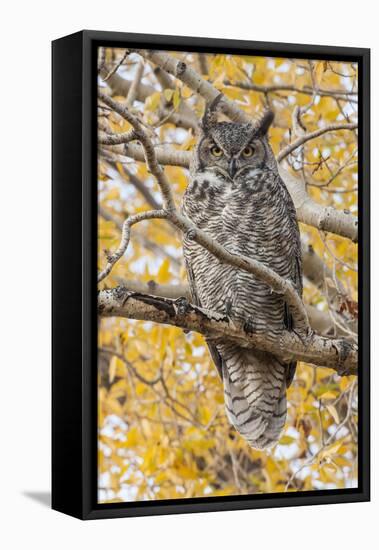 Wyoming, Great Horned Owl Roosting in Cottonwood-Elizabeth Boehm-Framed Stretched Canvas