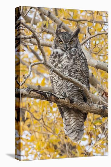 Wyoming, Great Horned Owl Roosting in Cottonwood-Elizabeth Boehm-Stretched Canvas