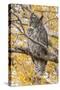 Wyoming, Great Horned Owl Roosting in Cottonwood-Elizabeth Boehm-Stretched Canvas