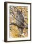 Wyoming, Great Horned Owl Roosting in Cottonwood-Elizabeth Boehm-Framed Premium Photographic Print