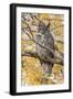 Wyoming, Great Horned Owl Roosting in Cottonwood-Elizabeth Boehm-Framed Premium Photographic Print