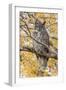 Wyoming, Great Horned Owl Roosting in Cottonwood-Elizabeth Boehm-Framed Premium Photographic Print