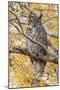 Wyoming, Great Horned Owl Roosting in Cottonwood-Elizabeth Boehm-Mounted Premium Photographic Print