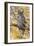 Wyoming, Great Horned Owl Roosting in Cottonwood-Elizabeth Boehm-Framed Photographic Print