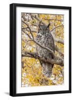 Wyoming, Great Horned Owl Roosting in Cottonwood-Elizabeth Boehm-Framed Photographic Print