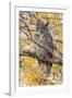 Wyoming, Great Horned Owl Roosting in Cottonwood-Elizabeth Boehm-Framed Photographic Print