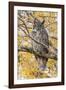 Wyoming, Great Horned Owl Roosting in Cottonwood-Elizabeth Boehm-Framed Photographic Print