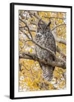 Wyoming, Great Horned Owl Roosting in Cottonwood-Elizabeth Boehm-Framed Photographic Print