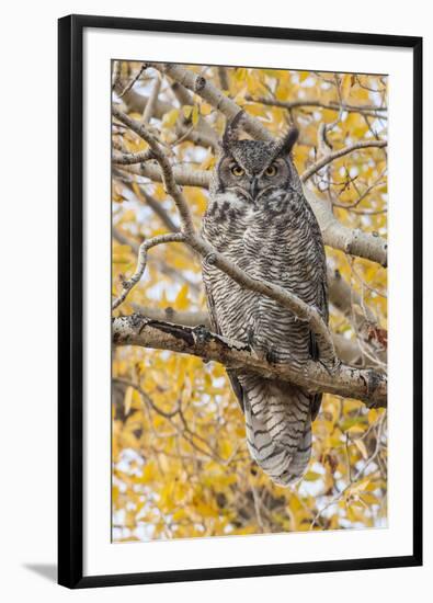 Wyoming, Great Horned Owl Roosting in Cottonwood-Elizabeth Boehm-Framed Photographic Print