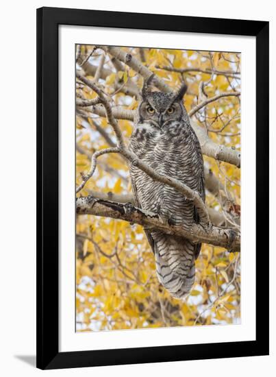 Wyoming, Great Horned Owl Roosting in Cottonwood-Elizabeth Boehm-Framed Photographic Print