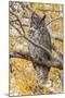 Wyoming, Great Horned Owl Roosting in Cottonwood-Elizabeth Boehm-Mounted Photographic Print