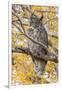 Wyoming, Great Horned Owl Roosting in Cottonwood-Elizabeth Boehm-Framed Photographic Print