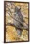 Wyoming, Great Horned Owl Roosting in Cottonwood-Elizabeth Boehm-Framed Photographic Print