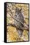 Wyoming, Great Horned Owl Roosting in Cottonwood-Elizabeth Boehm-Framed Stretched Canvas