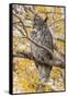 Wyoming, Great Horned Owl Roosting in Cottonwood-Elizabeth Boehm-Framed Stretched Canvas