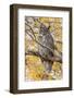 Wyoming, Great Horned Owl Roosting in Cottonwood-Elizabeth Boehm-Framed Photographic Print