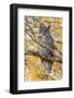 Wyoming, Great Horned Owl Roosting in Cottonwood-Elizabeth Boehm-Framed Photographic Print