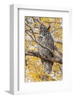 Wyoming, Great Horned Owl Roosting in Cottonwood-Elizabeth Boehm-Framed Photographic Print