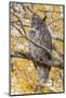 Wyoming, Great Horned Owl Roosting in Cottonwood-Elizabeth Boehm-Mounted Photographic Print
