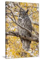 Wyoming, Great Horned Owl Roosting in Cottonwood-Elizabeth Boehm-Stretched Canvas