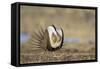 Wyoming, Greater Sage Grouse Strutting on Lek with Air Sacs Blown Up-Elizabeth Boehm-Framed Stretched Canvas