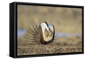 Wyoming, Greater Sage Grouse Strutting on Lek with Air Sacs Blown Up-Elizabeth Boehm-Framed Stretched Canvas