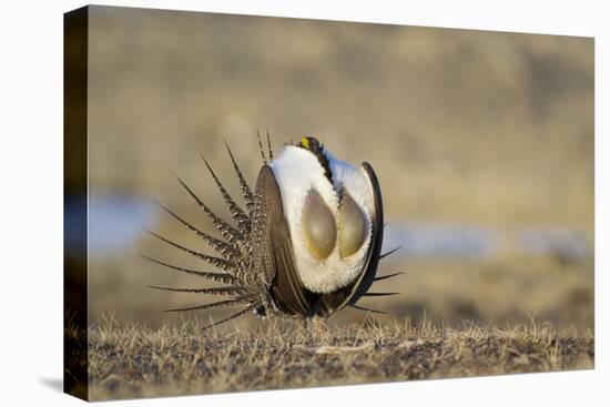 Wyoming, Greater Sage Grouse Strutting on Lek with Air Sacs Blown Up-Elizabeth Boehm-Stretched Canvas