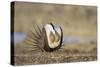 Wyoming, Greater Sage Grouse Strutting on Lek with Air Sacs Blown Up-Elizabeth Boehm-Stretched Canvas