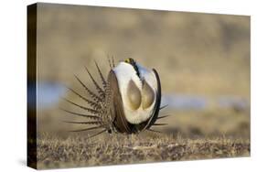 Wyoming, Greater Sage Grouse Strutting on Lek with Air Sacs Blown Up-Elizabeth Boehm-Stretched Canvas