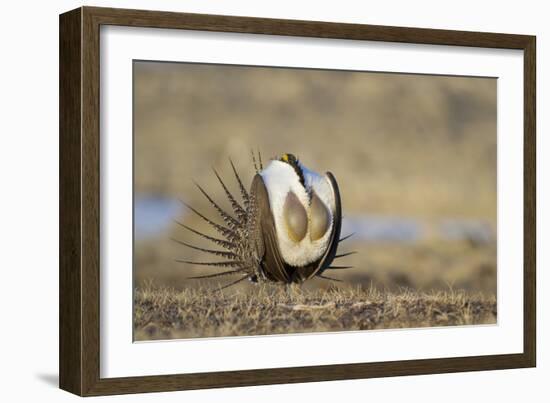 Wyoming, Greater Sage Grouse Strutting on Lek with Air Sacs Blown Up-Elizabeth Boehm-Framed Photographic Print