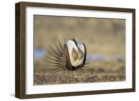 Wyoming, Greater Sage Grouse Strutting on Lek with Air Sacs Blown Up-Elizabeth Boehm-Framed Photographic Print