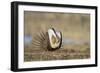 Wyoming, Greater Sage Grouse Strutting on Lek with Air Sacs Blown Up-Elizabeth Boehm-Framed Photographic Print