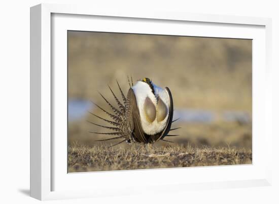 Wyoming, Greater Sage Grouse Strutting on Lek with Air Sacs Blown Up-Elizabeth Boehm-Framed Photographic Print