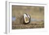 Wyoming, Greater Sage Grouse Strutting on Lek with Air Sacs Blown Up-Elizabeth Boehm-Framed Photographic Print