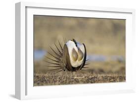 Wyoming, Greater Sage Grouse Strutting on Lek with Air Sacs Blown Up-Elizabeth Boehm-Framed Photographic Print