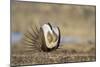 Wyoming, Greater Sage Grouse Strutting on Lek with Air Sacs Blown Up-Elizabeth Boehm-Mounted Photographic Print
