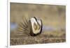 Wyoming, Greater Sage Grouse Strutting on Lek with Air Sacs Blown Up-Elizabeth Boehm-Framed Photographic Print