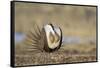 Wyoming, Greater Sage Grouse Strutting on Lek with Air Sacs Blown Up-Elizabeth Boehm-Framed Stretched Canvas