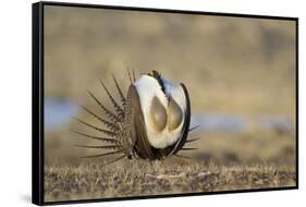 Wyoming, Greater Sage Grouse Strutting on Lek with Air Sacs Blown Up-Elizabeth Boehm-Framed Stretched Canvas