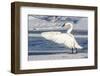 Wyoming, Jackson, Flat Creek. Trumpeter Swan stretching it's wings on a frosty ice shelf-Elizabeth Boehm-Framed Photographic Print