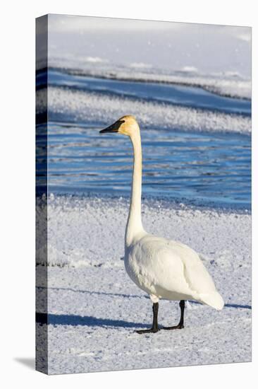 Wyoming, Jackson Hole, Flat Creek. Adult Trumpeter Swan-Elizabeth Boehm-Stretched Canvas