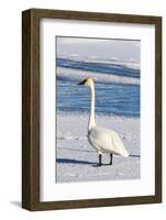 Wyoming, Jackson Hole, Flat Creek. Adult Trumpeter Swan-Elizabeth Boehm-Framed Photographic Print