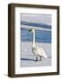 Wyoming, Jackson Hole, Flat Creek. Adult Trumpeter Swan-Elizabeth Boehm-Framed Photographic Print