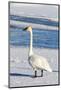 Wyoming, Jackson Hole, Flat Creek. Adult Trumpeter Swan-Elizabeth Boehm-Mounted Photographic Print