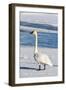 Wyoming, Jackson Hole, Flat Creek. Adult Trumpeter Swan-Elizabeth Boehm-Framed Photographic Print