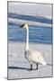 Wyoming, Jackson Hole, Flat Creek. Adult Trumpeter Swan-Elizabeth Boehm-Mounted Photographic Print